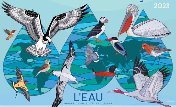 L'impact de la crise croissante de l'eau sur les oiseaux migrateurs